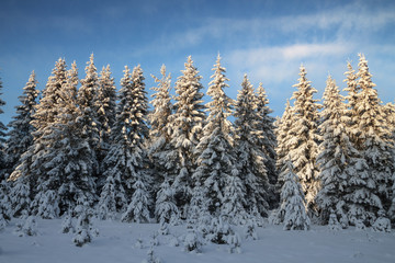 Winter forest