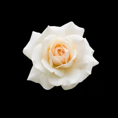 Poster de jardin Roses belle rose blanche