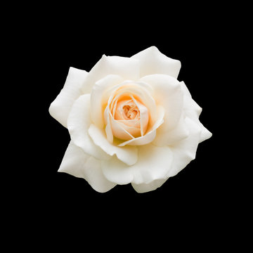 Fototapeta beautiful white rose