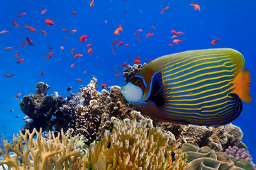Naklejka na ściany i meble Tropical fish and Hard corals in the Red Sea