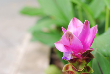 Pink flowers bloom in the garden
