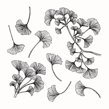 Hand Drawing Flowers. Ginkgo Leaf Vector Illustration And Clip Art On White Backgrounds.