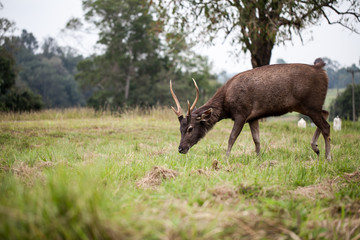 deer in field