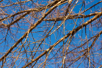 Tree branches over blue sky background