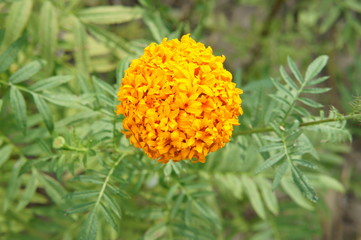 Top view of orange marigold flower