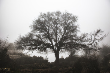 Maple tree in the fog, Torcal de Antequera