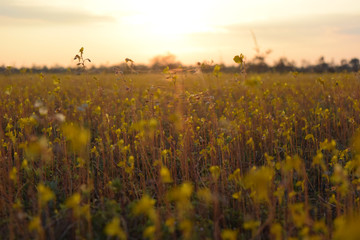 Obraz premium The sun is about to sunset 