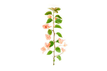 exotic tropical branch with flowers isolated on white background. Flat lay, top view