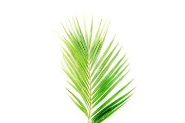 palm branch isolated on white background. flat lay, top view
