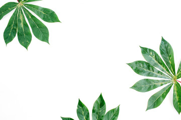 Obraz premium green palm branches frame on white background. flat lay, top view