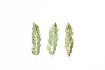 Fototapeta premium green branches isolated on white background. flat lay, top view