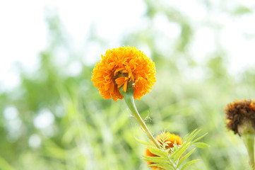 Bottom view of orange marigold flower