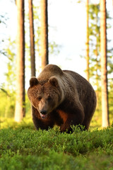 Naklejka na ściany i meble brown bear (ursus arctos)