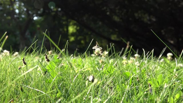 lot of winged ants walk on grass and fly up. Insect nest during swarming mating time in nature. 4K