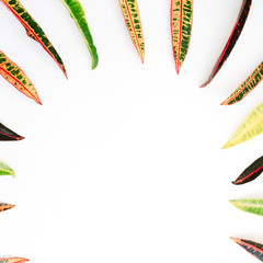 topical exotic colored leaf frame on white background. flat lay, top view