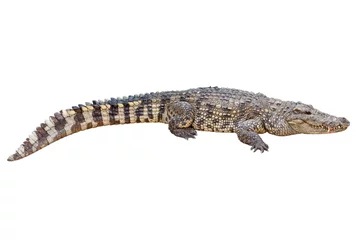 Photo sur Aluminium Crocodile Crocodile isolé sur fond blanc.