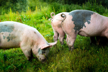 Fototapeta premium pigs outside in the grass