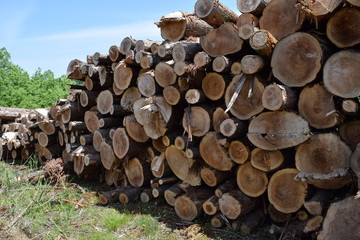 伐採直後に積まれた杉の丸太