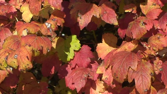 Herbstlich gefärbte Ahornblätter bewegen sich im Wind