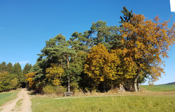Buchenwald, Herbst