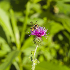 Wasp portrait on Blooming Thistle, Carduus, flower macro with bokeh background, selective focus, shallow DOF