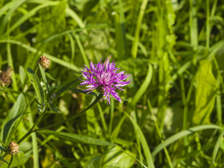Blooming Brown Knapweed, Centaurea jacea macro, selective focus, shallow DOF