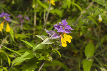 Fototapeta premium Wood Cow-wheat, Melampyrum nemorosum, blossom with bokeh background, macro, selective focus, shallow DOF