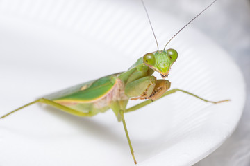 Giant Malaysian shield praying mantis (Rhombodera Basalis) resting on a white polisterine plate