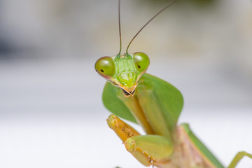 Giant Malaysian shield praying mantis (Rhombodera Basalis) resting on a white polisterine plate