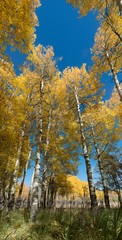 Beautiful Aspen tree