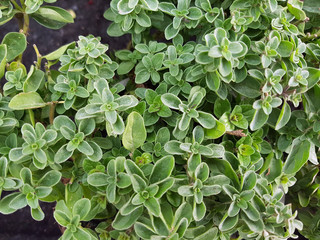 Oreganum, Dost; Origanum, vulgare; Supreme