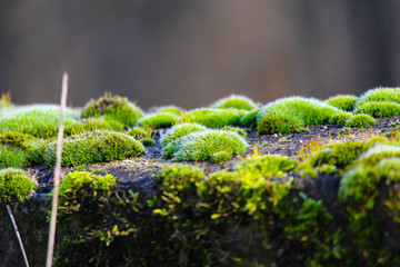Eine Mauer mit Moos bedeckt