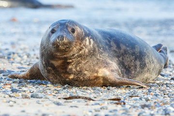 very cute seal on the beach on dune island near helgoland, wild ocean, marine wildlife, germany, helgoland and dune, a lot of seals, new life comes