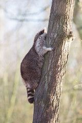 Raccoon up a tree
