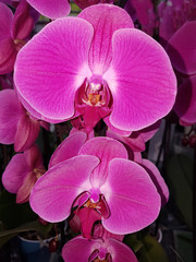 Phalaenopsis, Casc, Flying Dutchman, Orchidee