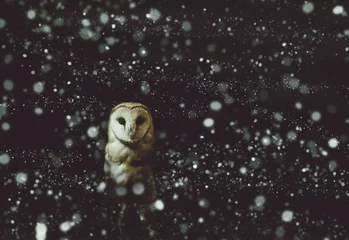 Photo sur Plexiglas Hibou Portrait d& 39 hiver de chouette effraie avec fond sombre et neige. Soft focus sur la tête de hibou, photo retouchée.