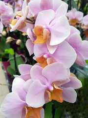 Phalaenopsis, Multi, Tulcan, Kleinbluetige, Orchidee