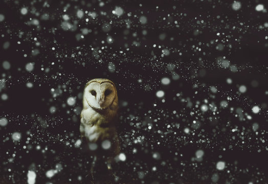 Barn owl winter portrait with dark and snow background. Soft focus on owl head, retouched picture.