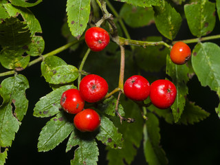 Mountain ash, Rowan, Sorbus tree with ripe berries, close-up, selective focus, shallow DOF