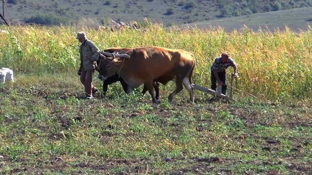 The villagers plowed field the old way, using a plow and oxen