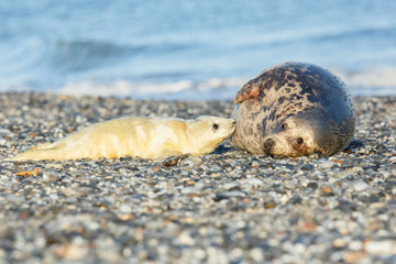 very cute seals on the beach on dune island near helgoland, wild ocean, marine wildlife, germany, helgoland and dune, a lot of seals, new life comes
