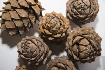 Pine lump full of nuts photographed on a white background.