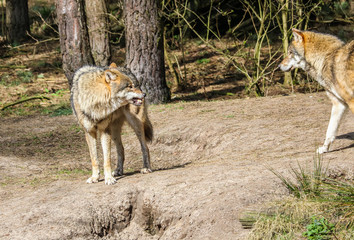 Wolf in Brandenburg