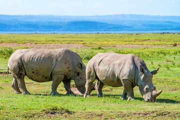 Obraz premium Pair of white rhino