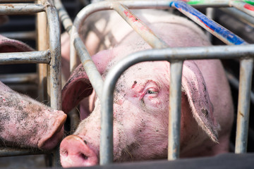 Pig in the cage, Selective focus on eye