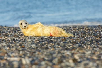 very cute seal on the beach on dune island near helgoland, wild ocean, marine wildlife, germany, helgoland and dune, a lot of seals, new life comes © photocech