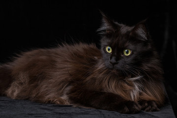 Obraz premium Studio Portrait of a beautiful Maine Coon Cat