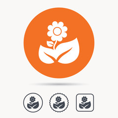 Flower icon. Florist plant with leaf symbol. Orange circle button with web icon. Star and square design. Vector