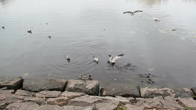 Seagull chase others from eating bread crumbs. Seacoast in Vyborg.