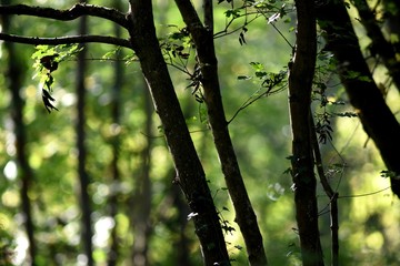Landscape in the forest